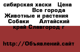 l: сибирская хаски › Цена ­ 10 000 - Все города Животные и растения » Собаки   . Алтайский край,Славгород г.